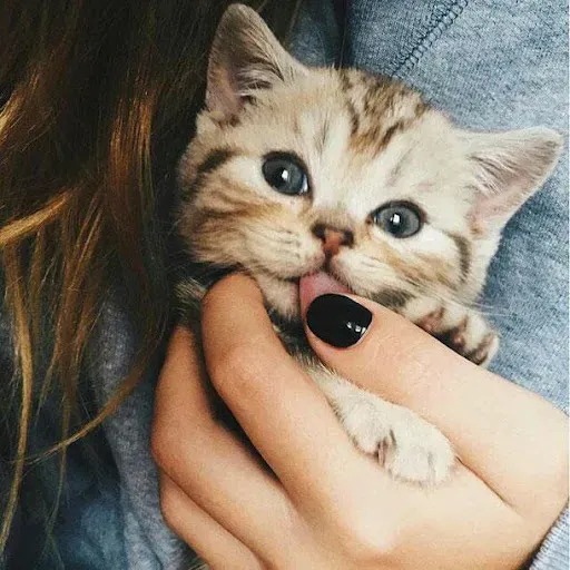 Скриншот 1 — милые кошки