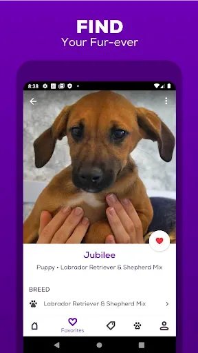 Скриншот 6 — Petfinder - Adopt a Pet