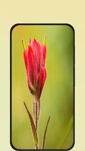 Скриншот 2 — Flower Pictures