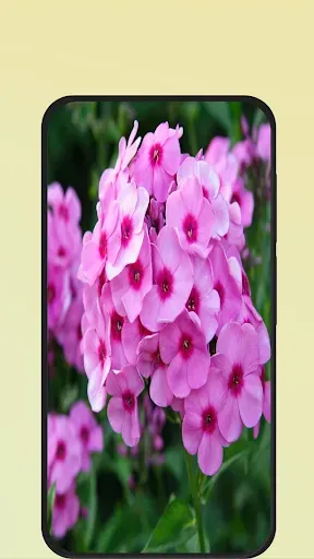 Скриншот 5 — Flower Pictures