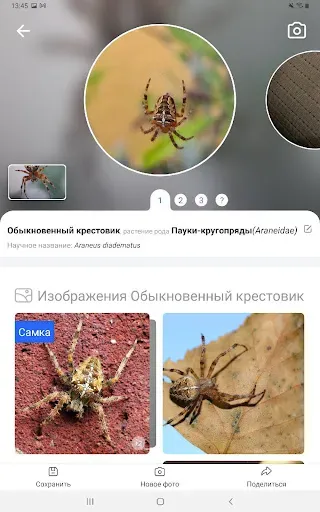 Скриншот 8 — Picture Insect: Bug Identifier