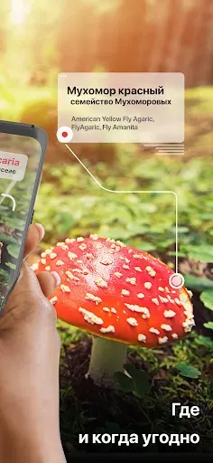 Скриншот 2 — Picture Mushroom - Mushroom ID