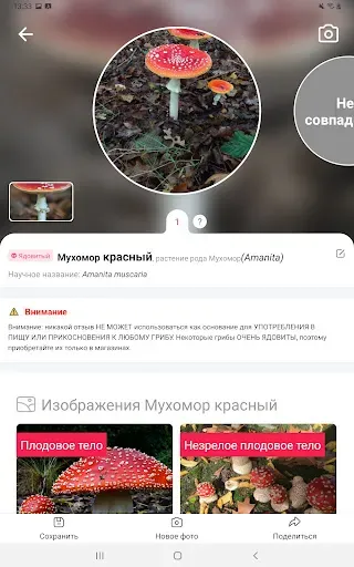 Скриншот 7 — Picture Mushroom - Mushroom ID