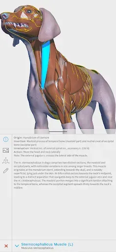 Скриншот 1 — Complete Canine 3D - anatomy