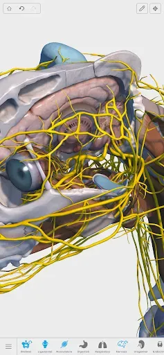 Скриншот 2 — Complete Canine 3D - anatomy