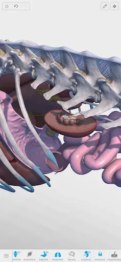 Скриншот 3 — Complete Canine 3D - anatomy