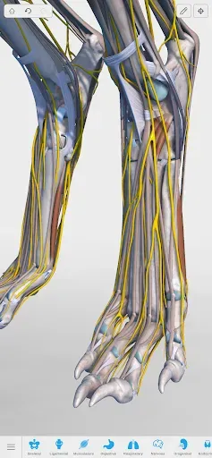 Скриншот 5 — Complete Canine 3D - anatomy