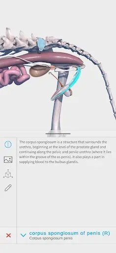 Скриншот 6 — Complete Canine 3D - anatomy