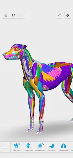 Скриншот 8 — Complete Canine 3D - anatomy