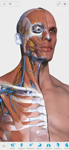 Скриншот 1 — Visual Anatomy 3D - Human body