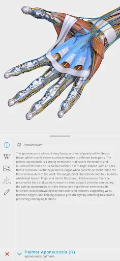 Скриншот 2 — Visual Anatomy 3D - Human body