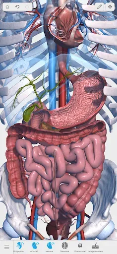 Скриншот 3 — Visual Anatomy 3D - Human body