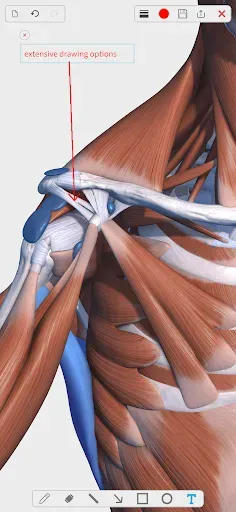 Скриншот 5 — Visual Anatomy 3D - Human body