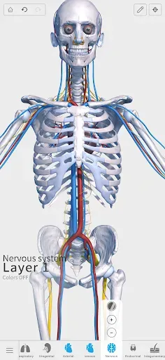 Скриншот 6 — Visual Anatomy 3D - Human body