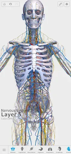 Скриншот 7 — Visual Anatomy 3D - Human body