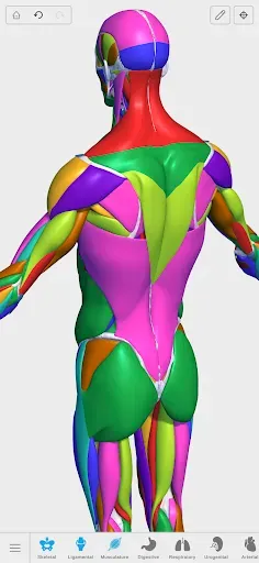 Скриншот 8 — Visual Anatomy 3D - Human body