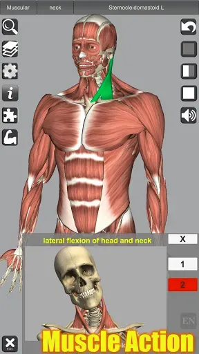 Скриншот 1 — 3D Anatomy