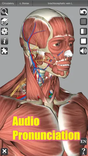 Скриншот 3 — 3D Anatomy