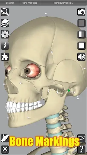 Скриншот 5 — 3D Anatomy