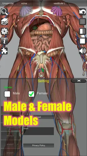 Скриншот 6 — 3D Anatomy