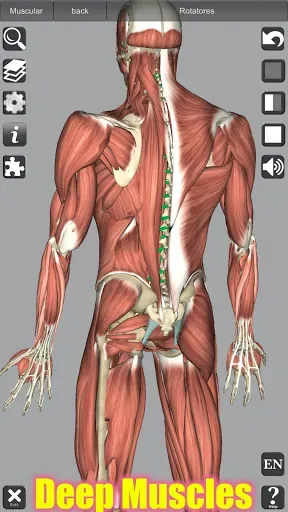 Скриншот 7 — 3D Anatomy