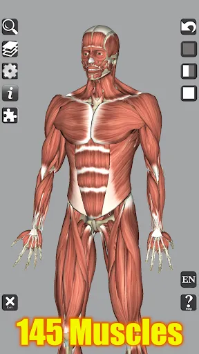 Скриншот 2 — 3D Bones and Organs (Anatomy)