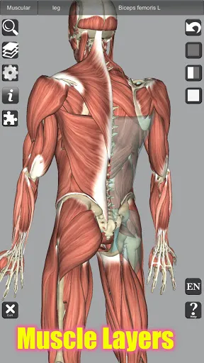 Скриншот 3 — 3D Bones and Organs (Anatomy)
