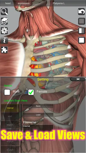 Скриншот 4 — 3D Bones and Organs (Anatomy)