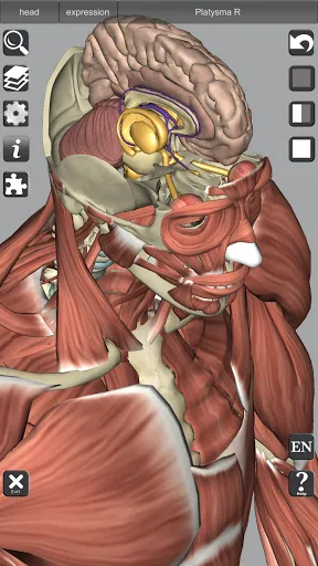 Скриншот 5 — 3D Bones and Organs (Anatomy)