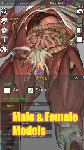 Скриншот 6 — 3D Bones and Organs (Anatomy)
