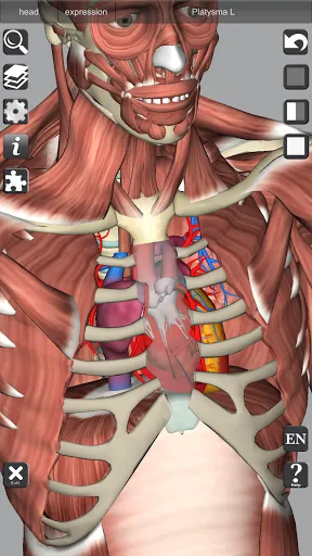 Скриншот 7 — 3D Bones and Organs (Anatomy)