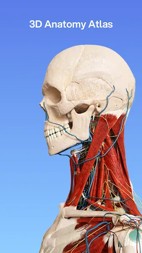 Скриншот 1 — VOKA 3D Анатомия человека