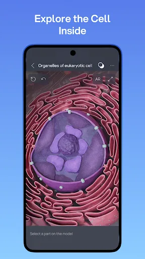 Скриншот 4 — VOKA 3D Анатомия человека