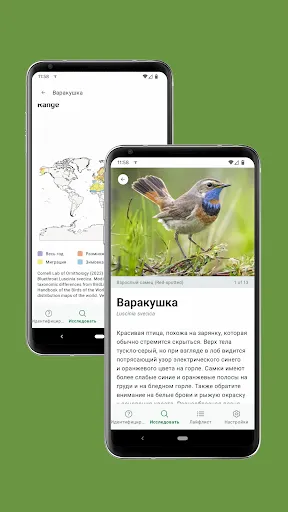 Скриншот 4 — Merlin Bird ID by Cornell Lab