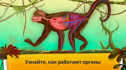 Скриншот 4 — Как устроен организм животных?