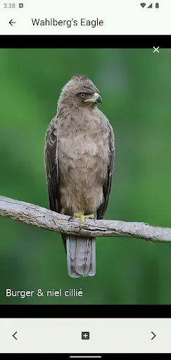 Скриншот 4 — Animals of Kruger