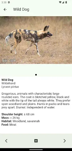 Скриншот 5 — Animals of Kruger