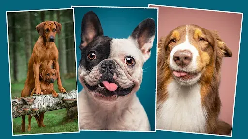 Скриншот 1 — Pets Story