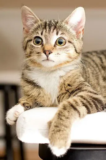 Скриншот 3 — Pets Story