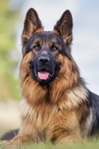 Скриншот 4 — Pets Story