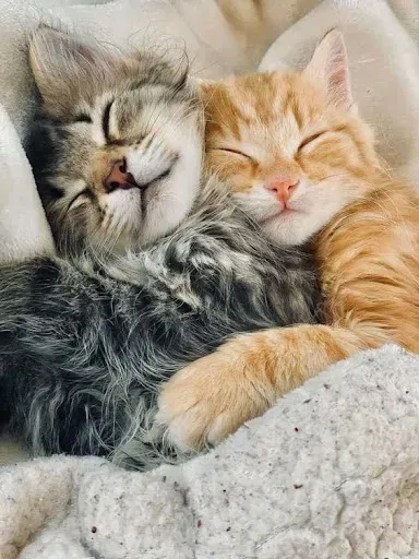 Скриншот 5 — Pets Story