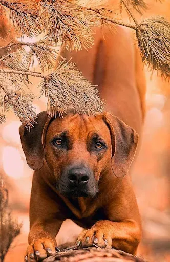 Скриншот 6 — Pets Story