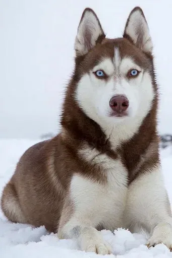 Скриншот 8 — Pets Story