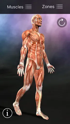 Скриншот 1 — Muscle Trigger Point Anatomy