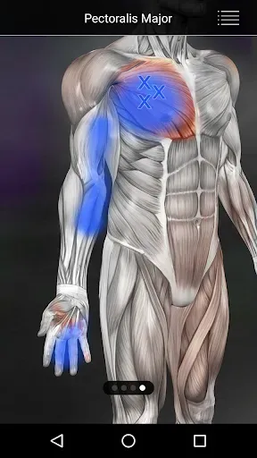 Скриншот 2 — Muscle Trigger Point Anatomy
