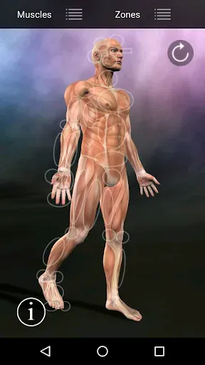 Скриншот 6 — Muscle Trigger Point Anatomy