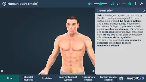 Скриншот 1 — Human body (male) 3D scene