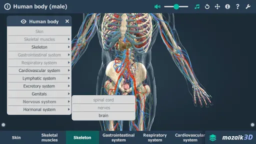 Скриншот 3 — Human body (male) 3D scene