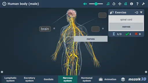 Скриншот 5 — Human body (male) 3D scene