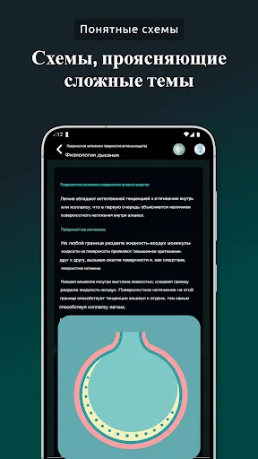Скриншот 5 — Краткая Физиология | Человек